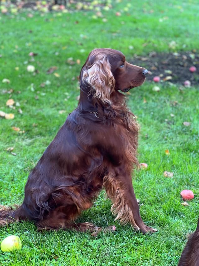 Irish Setter Puppies media 4