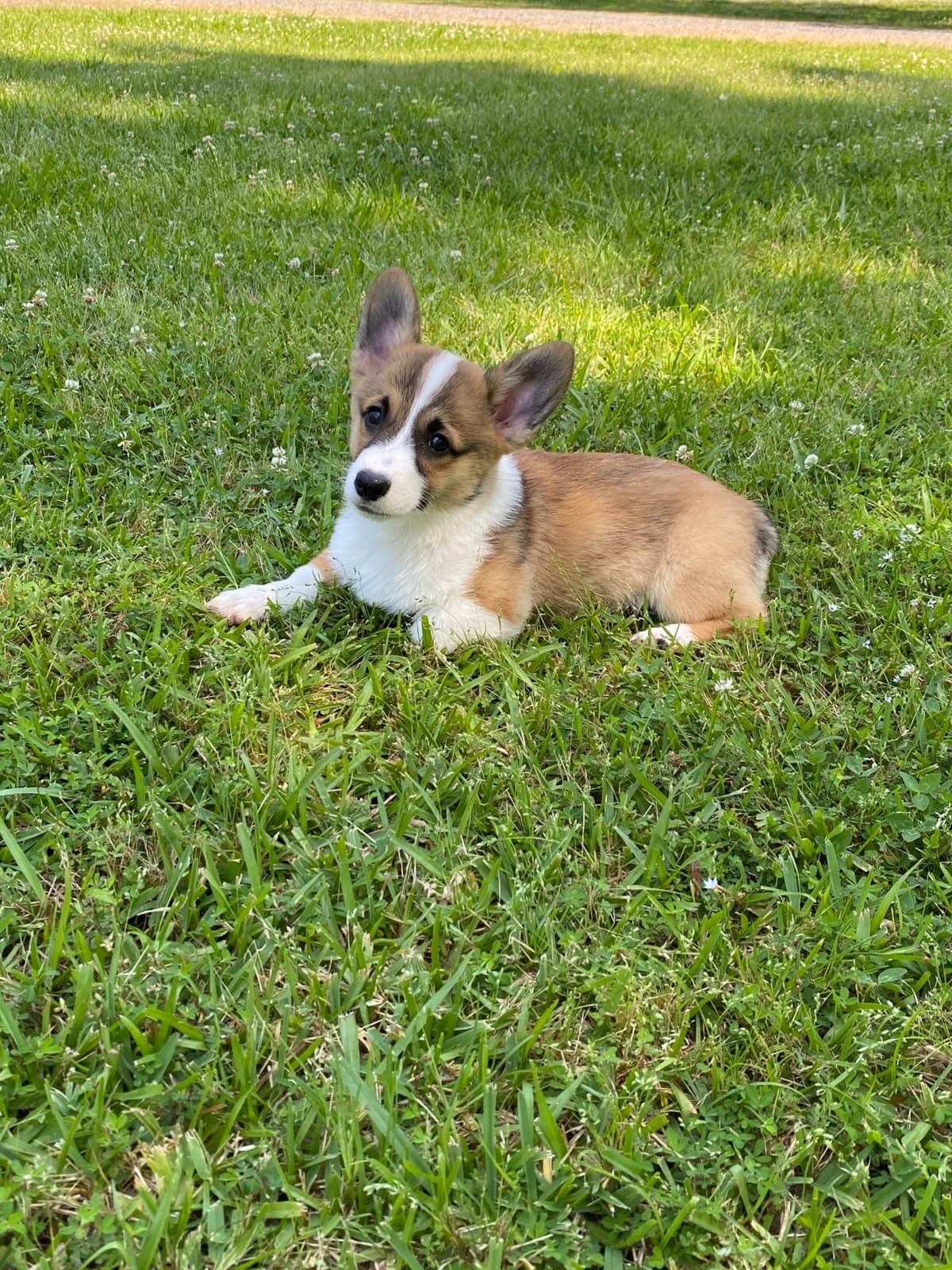 Pembroke Welsh Corgi Puppies breeder image 5