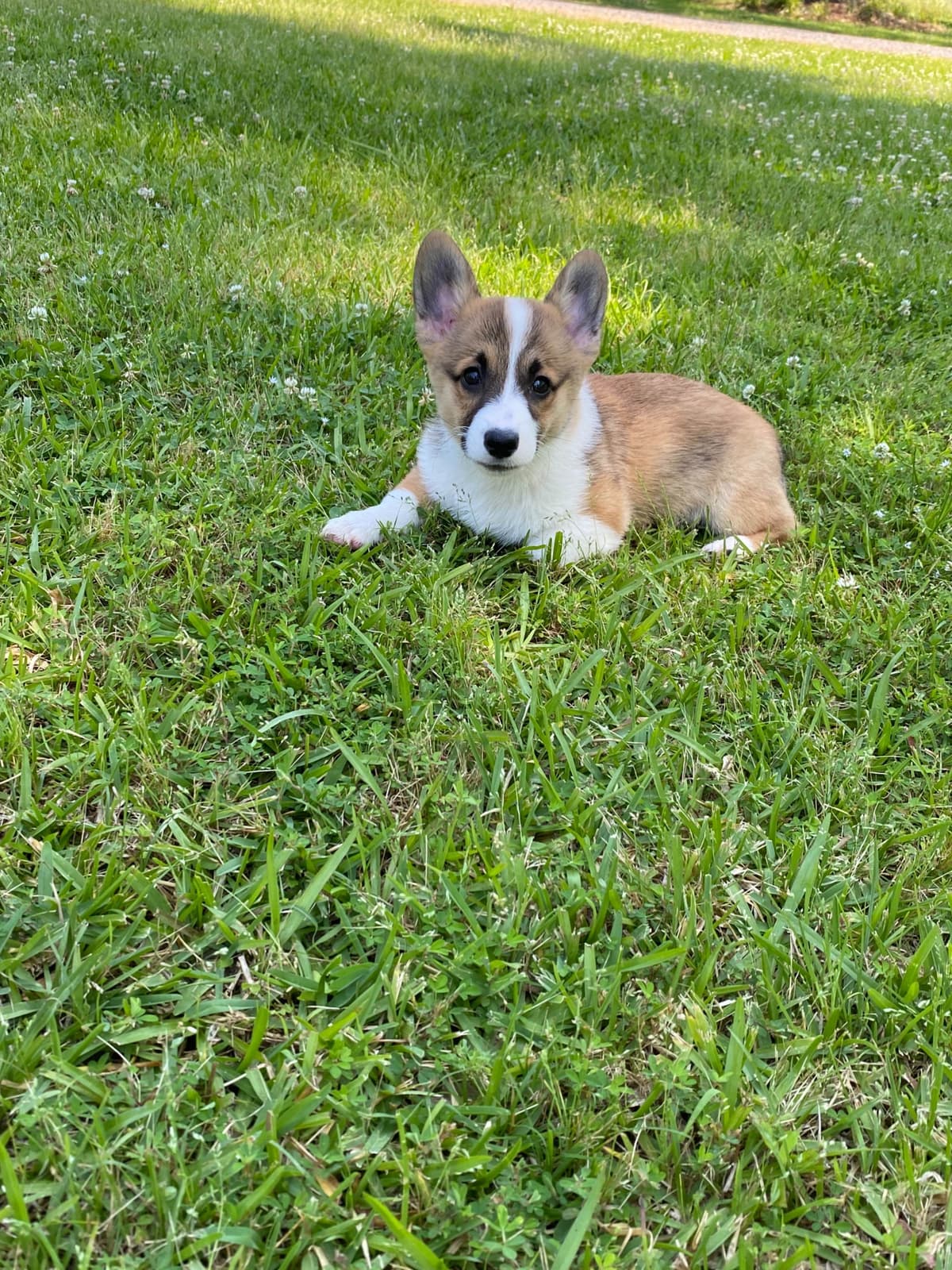Pembroke Welsh Corgi Puppies breeder image 6