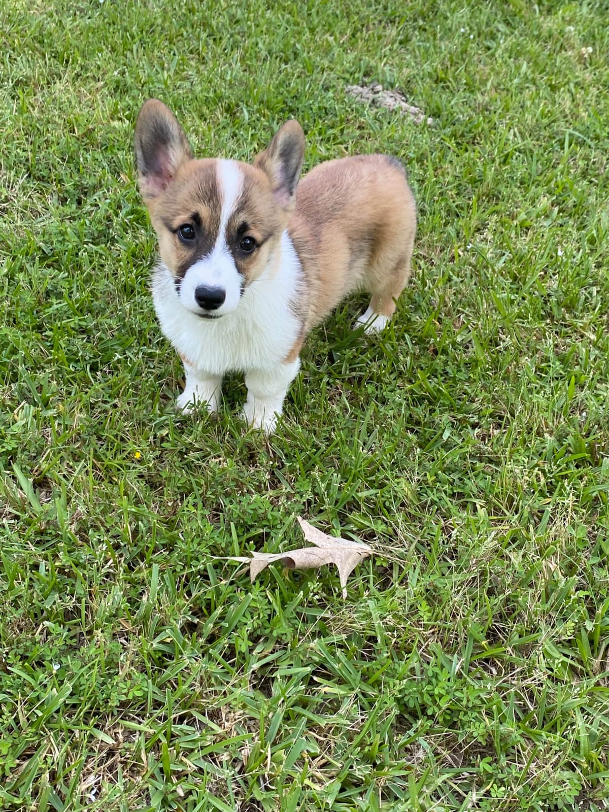 Pembroke Welsh Corgi Puppies breeder image 9