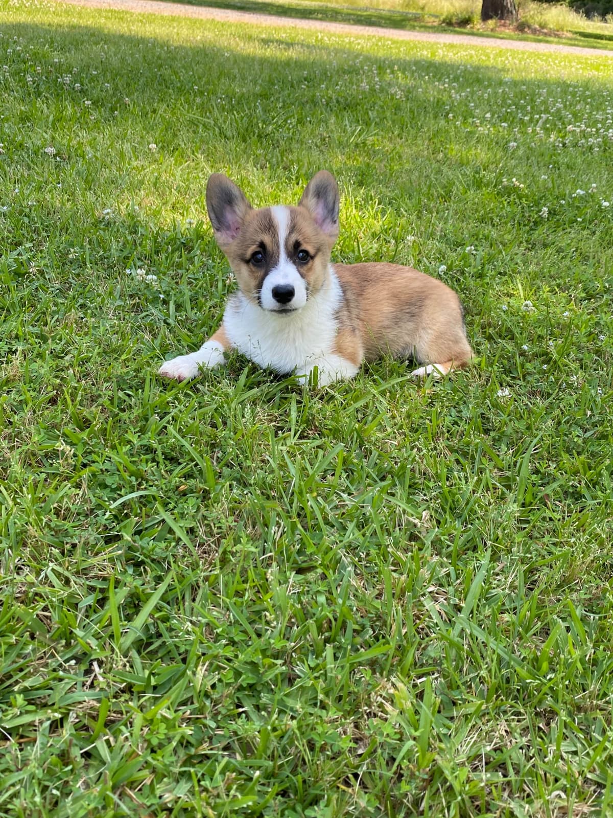 Pembroke Welsh Corgi Puppies breeder image 8