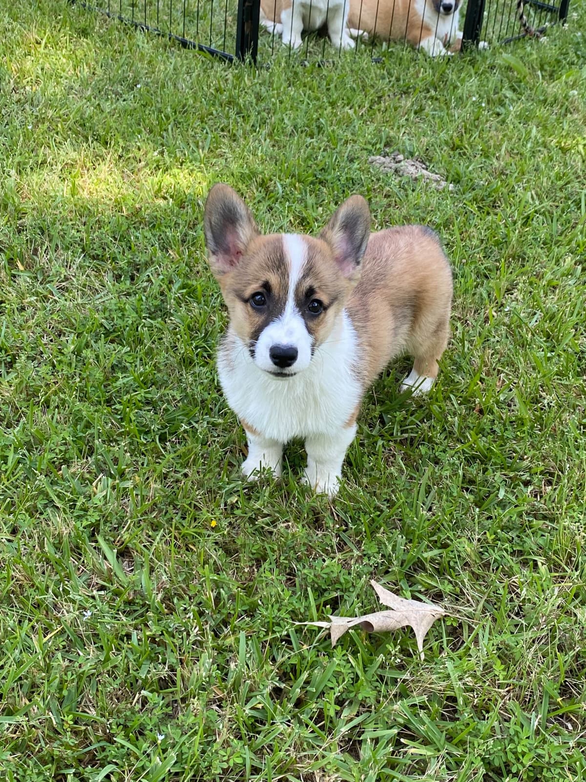 Pembroke Welsh Corgi Puppies breeder image 10