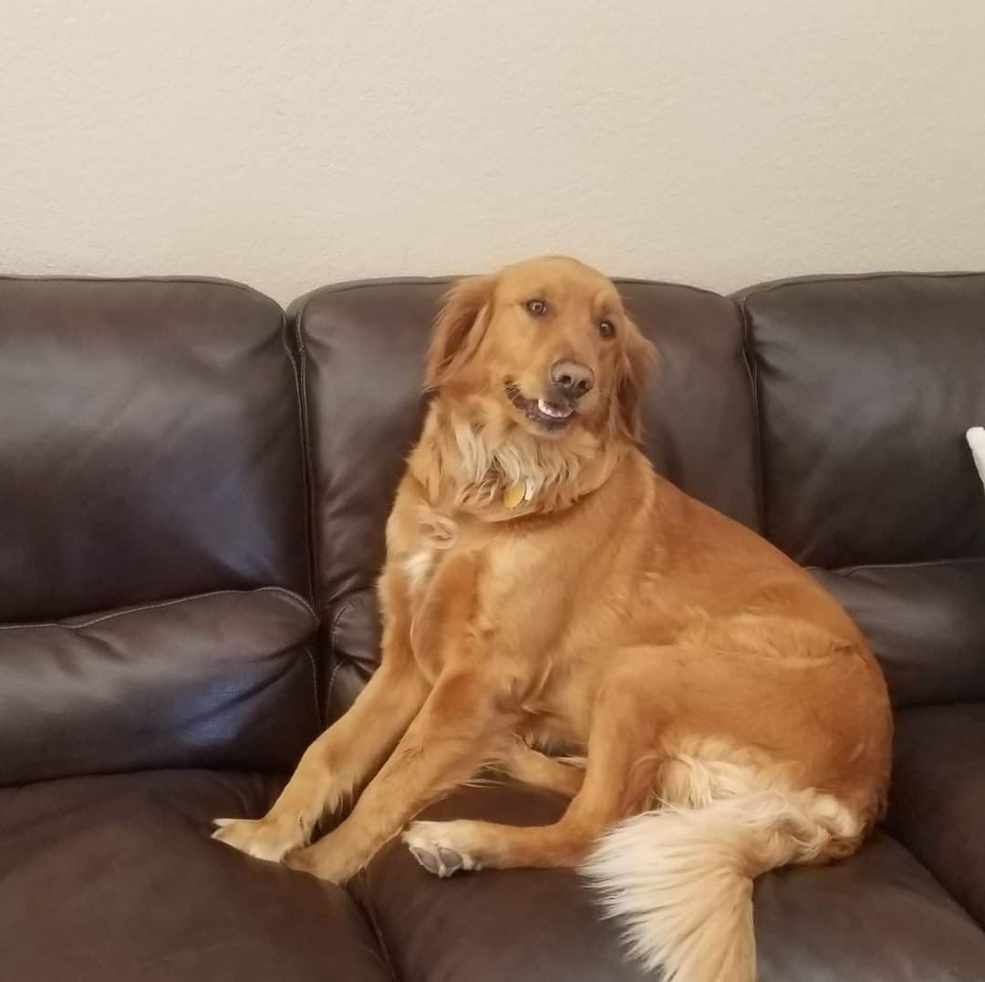 Full AKC Golden Retriever Puppies breeder image 1