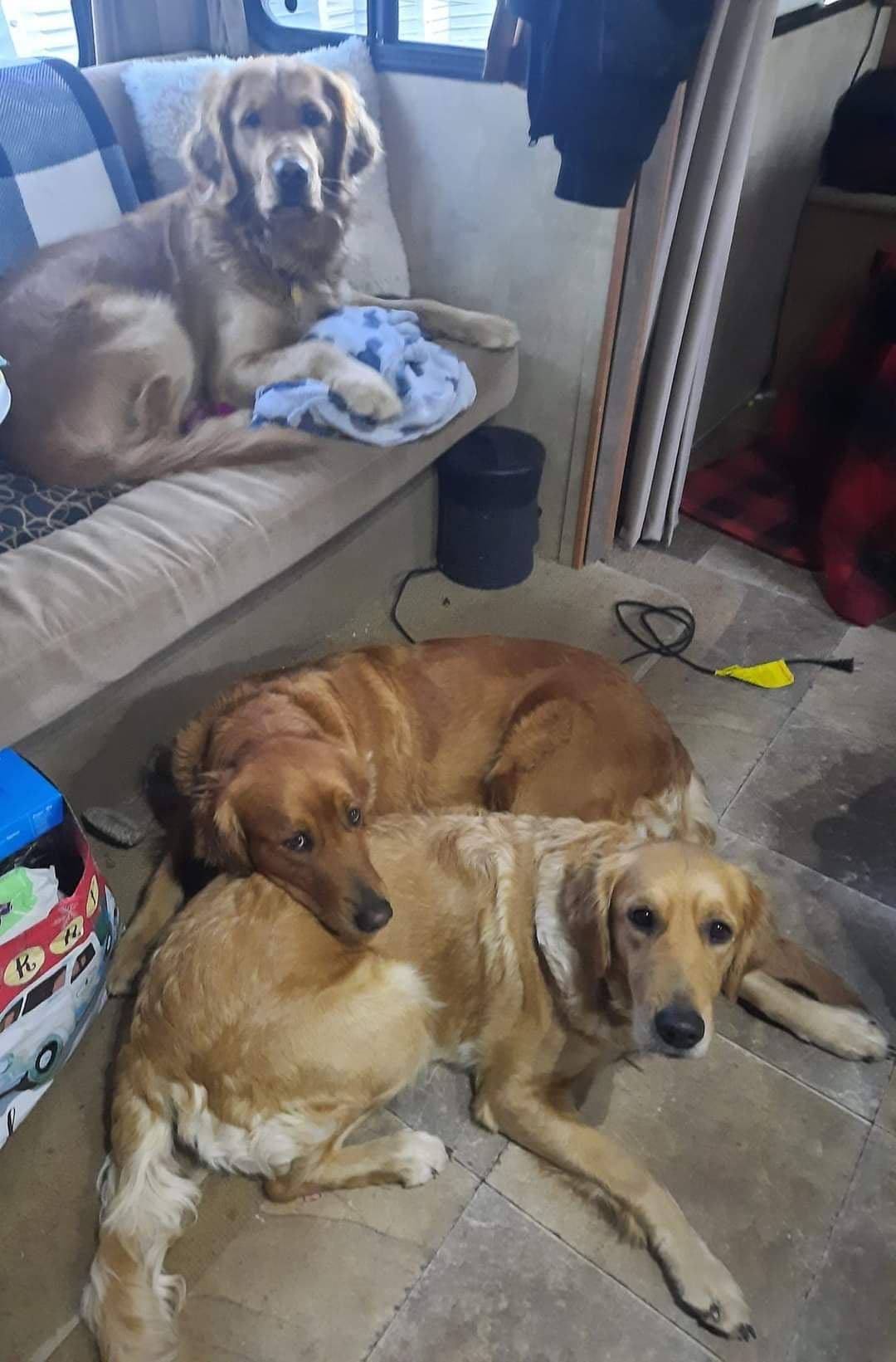 Full AKC Golden Retriever Puppies breeder image 3