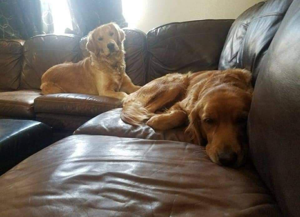 Full AKC Golden Retriever Puppies breeder image 4
