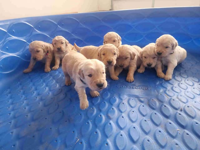 Full AKC Golden Retriever Puppies media 2