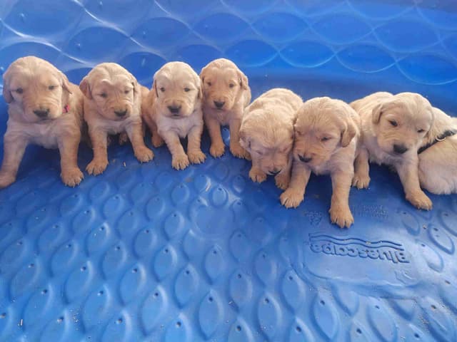 Full AKC Golden Retriever Puppies media 3