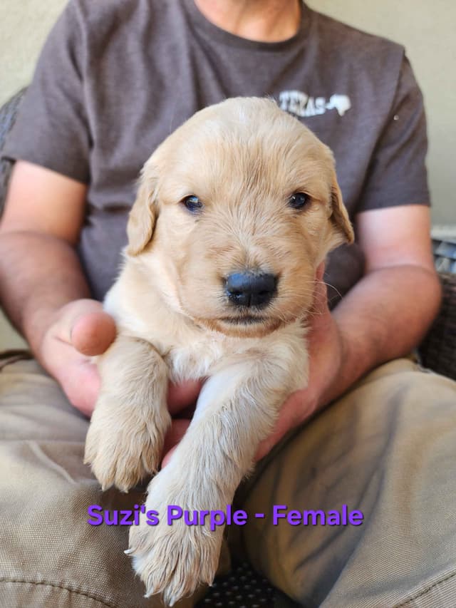 Full AKC Golden Retriever Puppies media 4