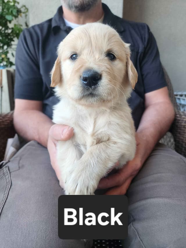 Full AKC Golden Retriever Puppies media 6