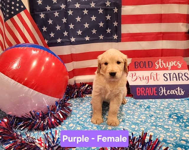Full AKC Golden Retriever Puppies media 7