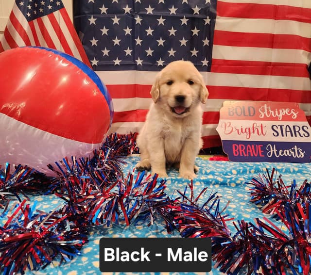 Full AKC Golden Retriever Puppies media 8