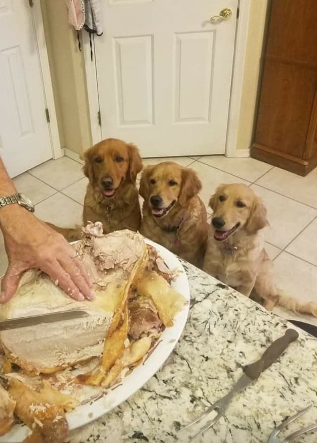 Full AKC Golden Retriever Puppies media 9