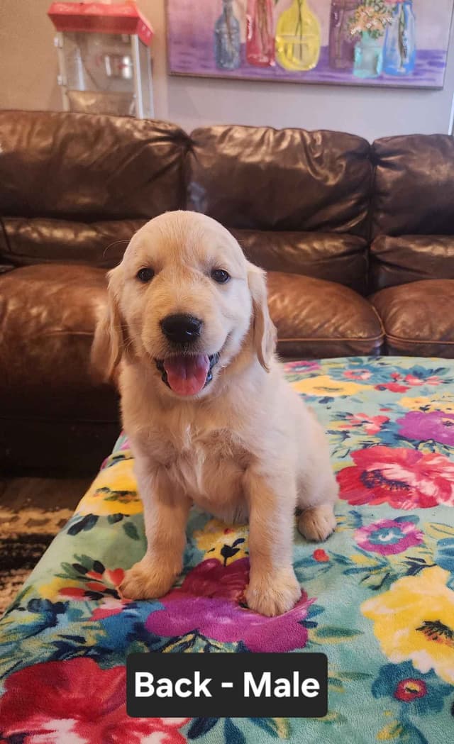 Full AKC Golden Retriever Puppies media 13
