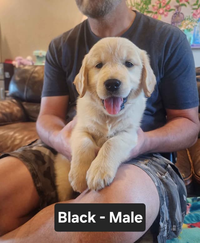 Full AKC Golden Retriever Puppies media 14