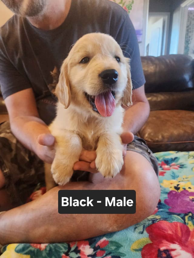 Full AKC Golden Retriever Puppies media 15