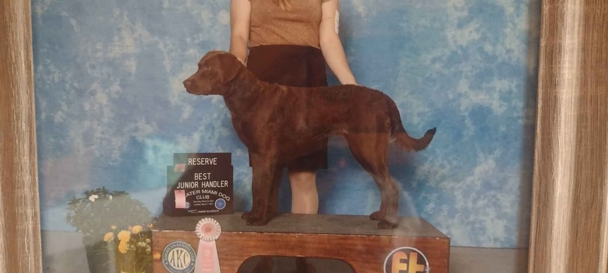 Chesapeake Bay Retriever Puppies breeder image 3