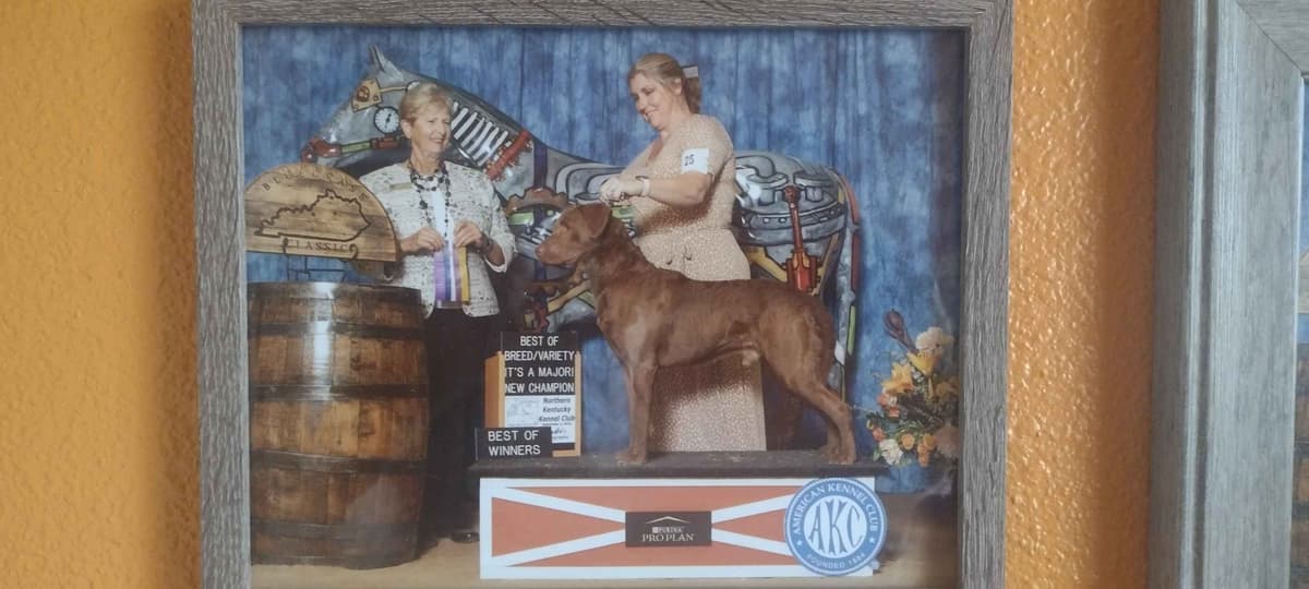 Chesapeake Bay Retriever Puppies breeder image 4