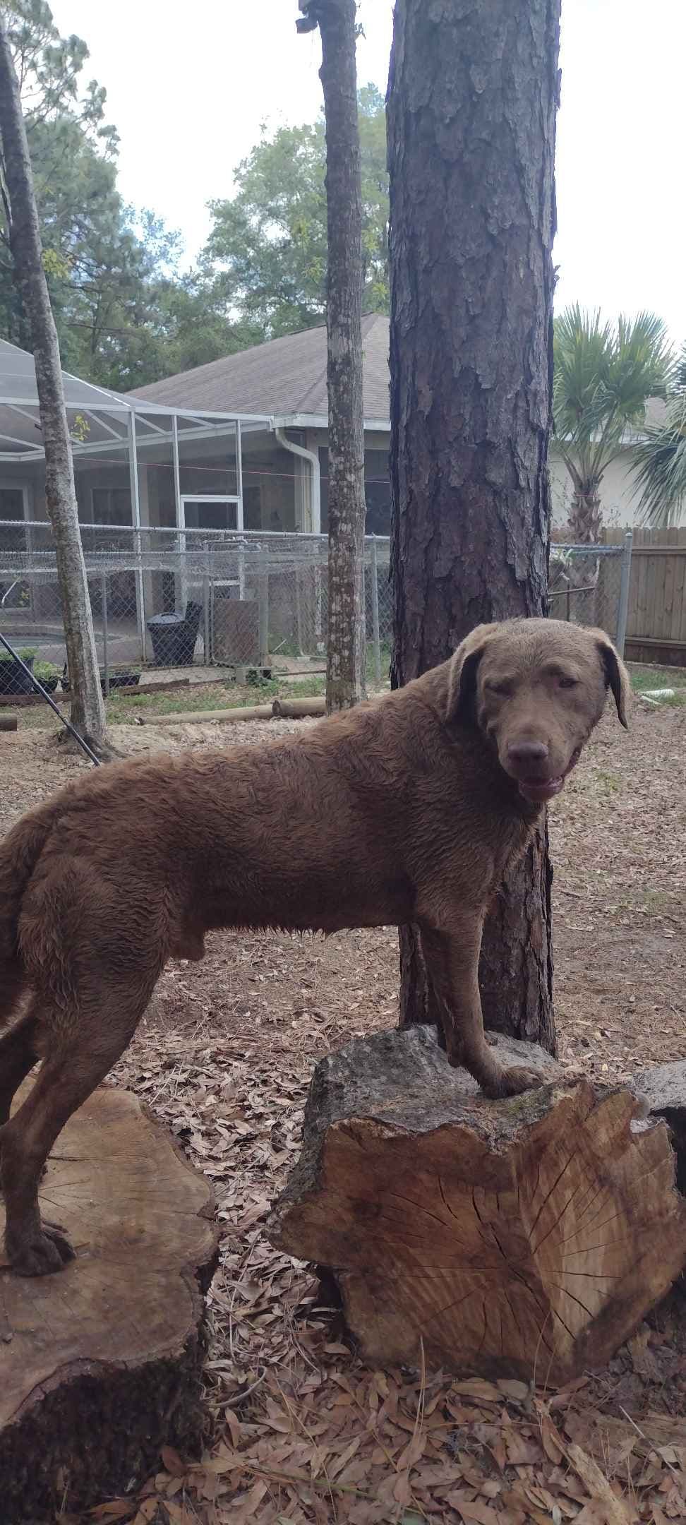 Chesapeake Bay Retriever Puppies breeder image 6