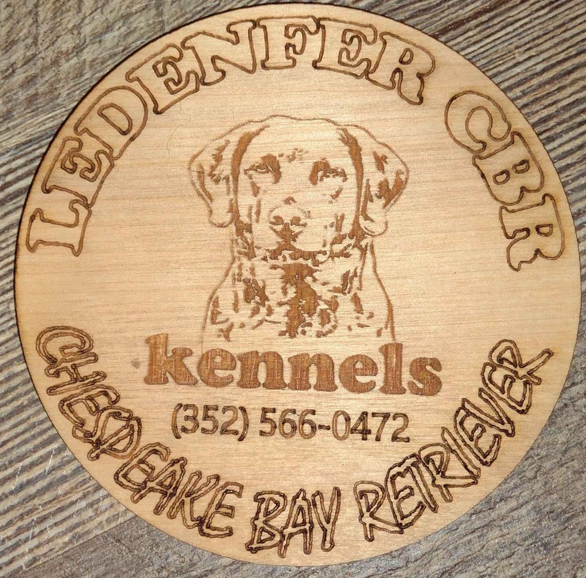 Chesapeake Bay Retriever Puppies breeder image 9