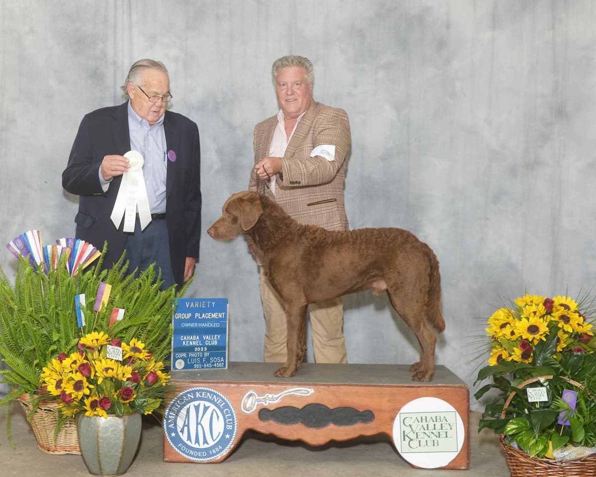Chesapeake Bay Retriever Puppies breeder image 10