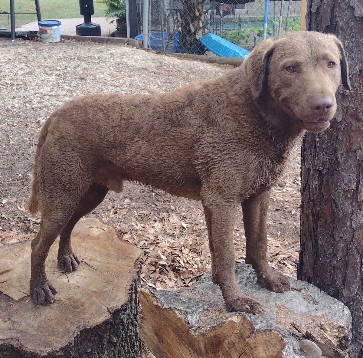 Chesapeake Bay Retriever Puppies breeder image 11