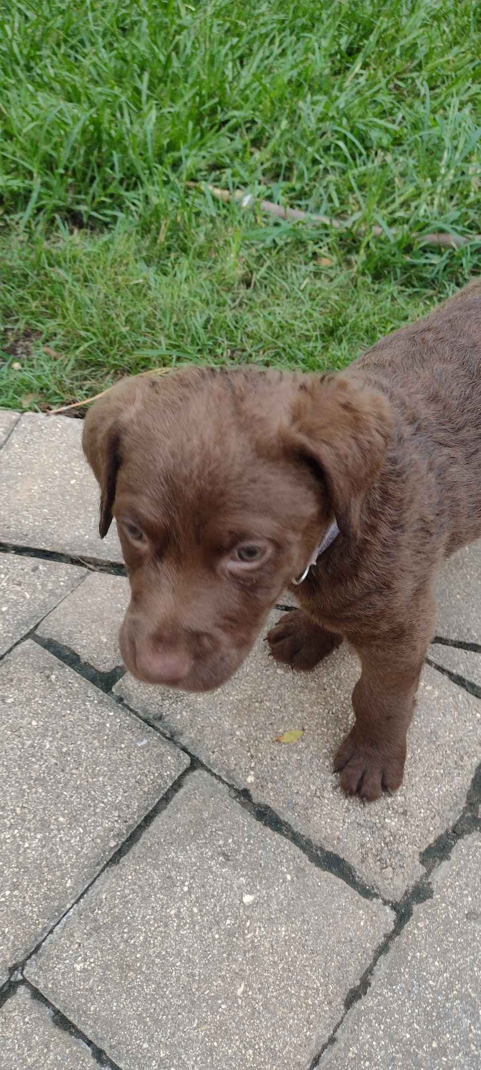 Chesapeake Bay Retriever Puppies breeder image 15