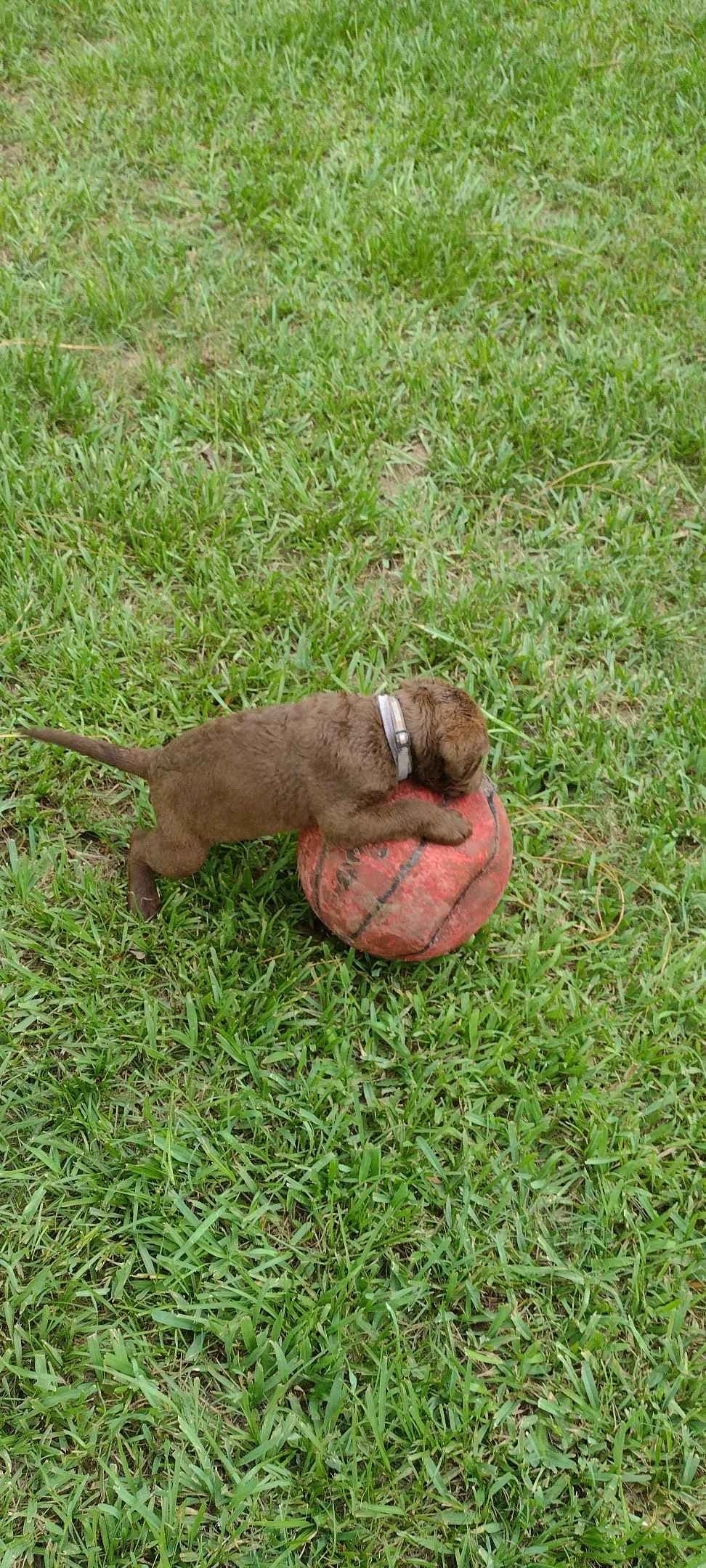 Chesapeake Bay Retriever Puppies breeder image 12