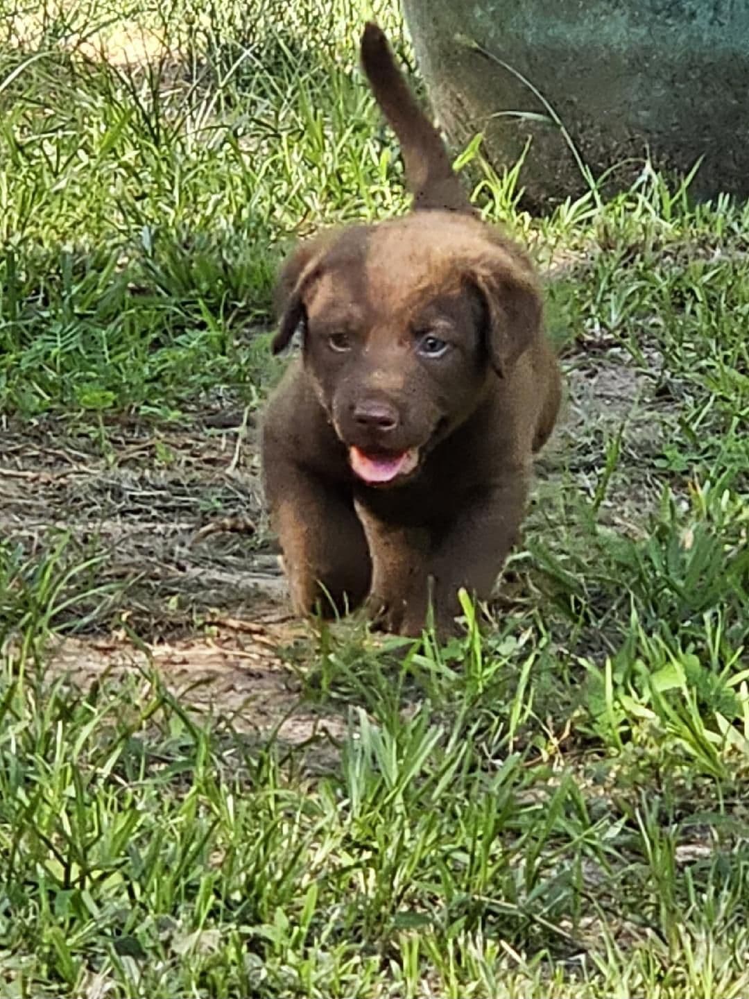 Chesapeake Bay Retriever Puppies breeder image 14