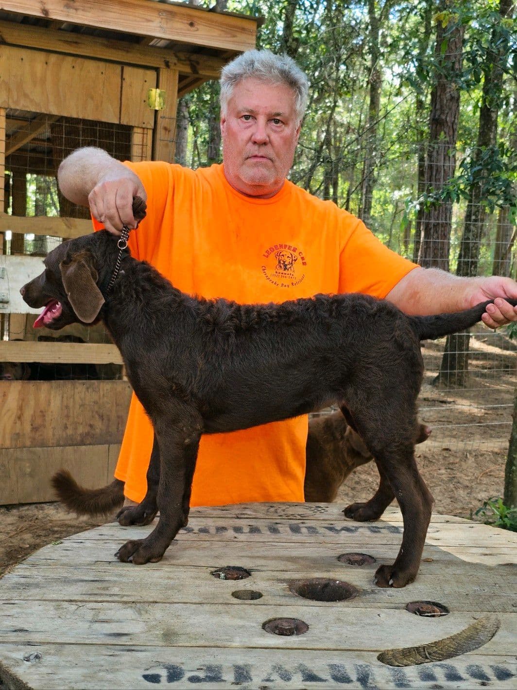 Chesapeake Bay Retriever Puppies breeder image 17