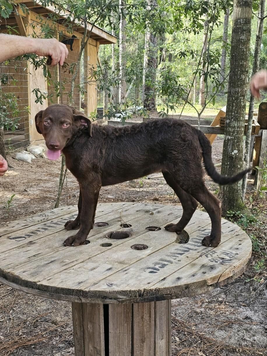 Chesapeake Bay Retriever Puppies breeder image 18