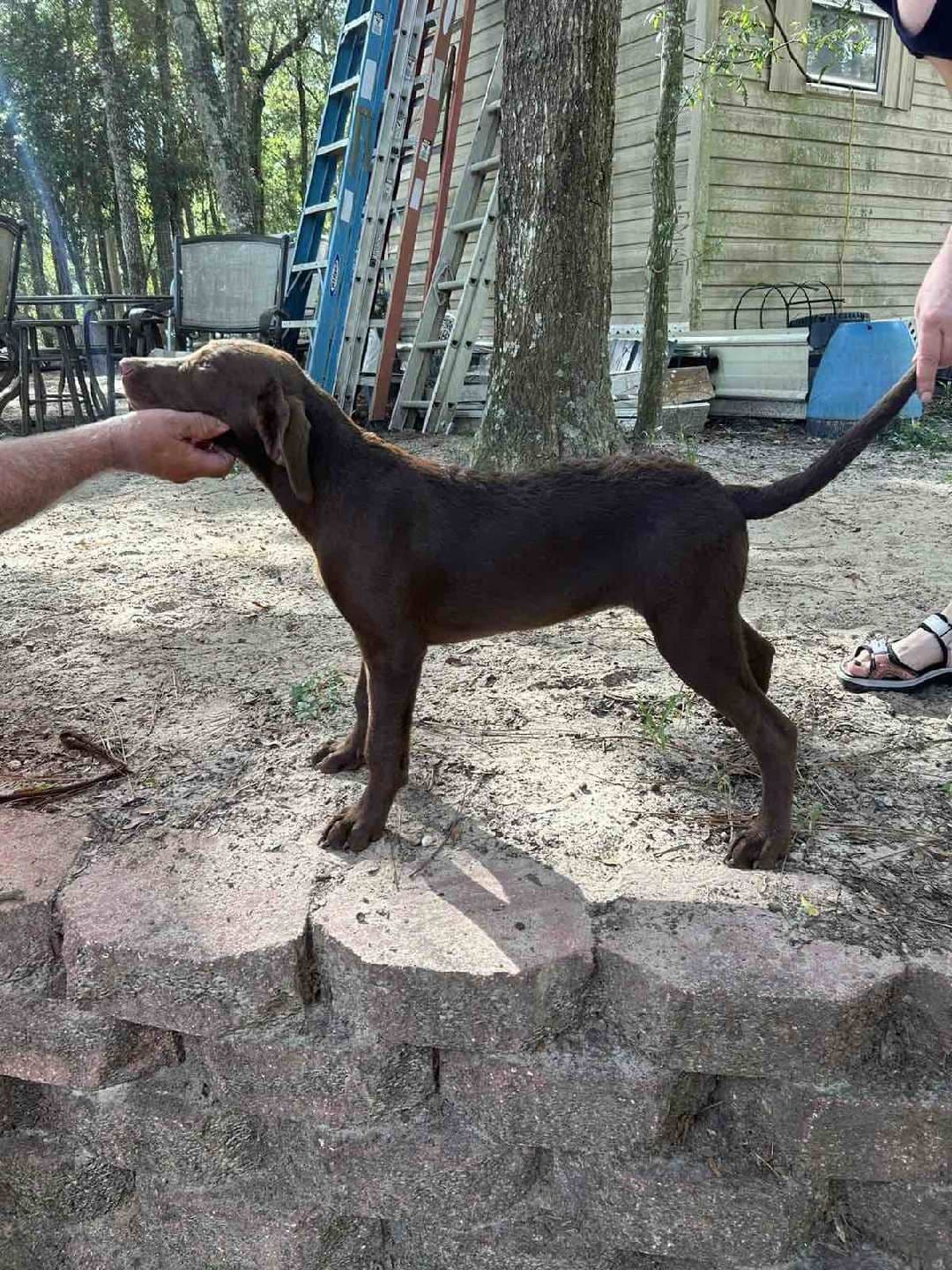 Chesapeake Bay Retriever Puppies breeder image 19