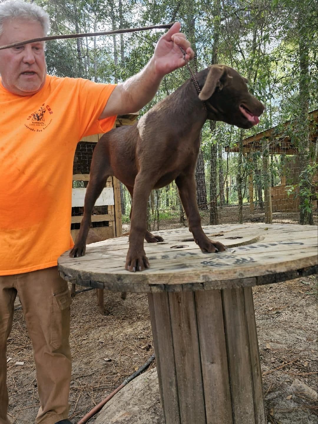 Chesapeake Bay Retriever Puppies breeder image 20