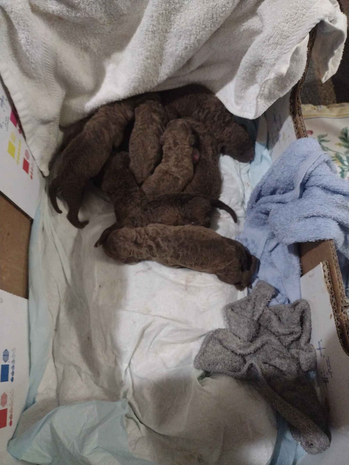 Chesapeake Bay Retriever Puppies breeder image 21