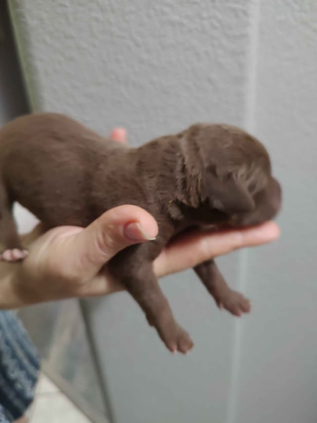 Chesapeake Bay Retriever Puppies media 2