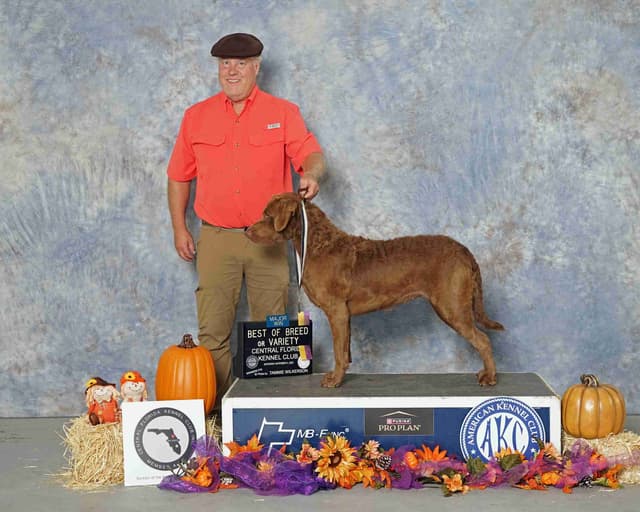 Chesapeake Bay Retriever Puppies media 3