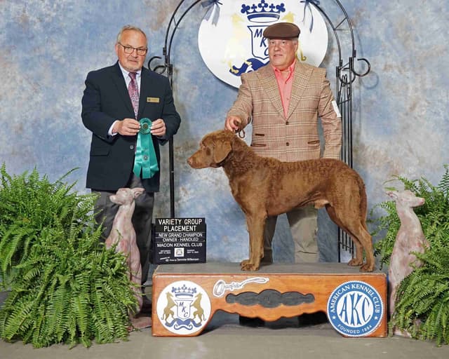 Chesapeake Bay Retriever Puppies media 4