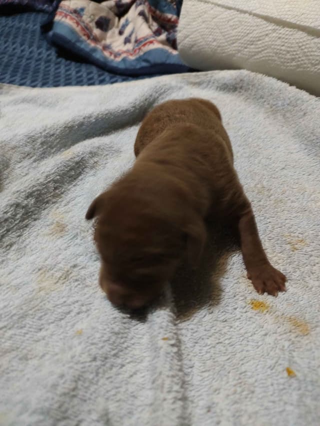 Chesapeake Bay Retriever Puppies media 6