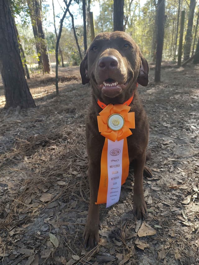 Chesapeake Bay Retriever Puppies media 5