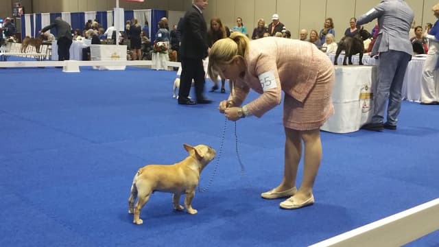 French Bulldog Puppies Male media 4