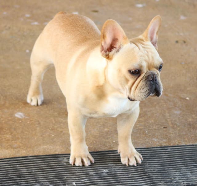 French Bulldog Puppies Male media 5