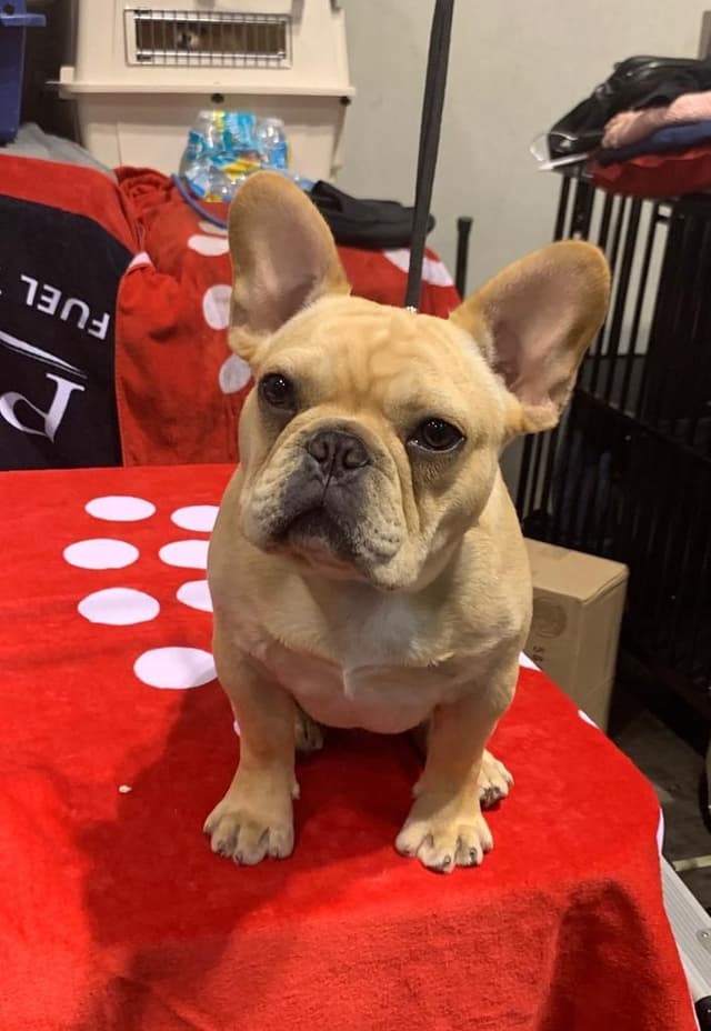 French Bulldog Puppies Male media 6
