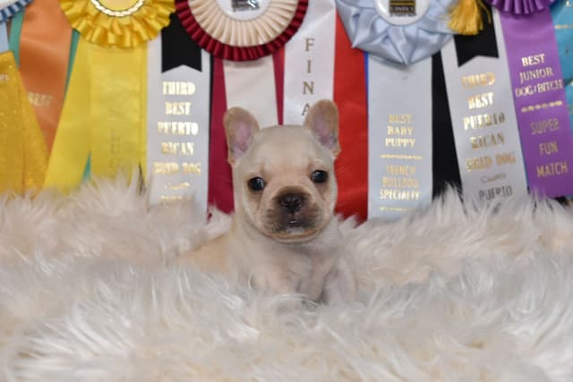 French Bulldog Puppies Male media 9