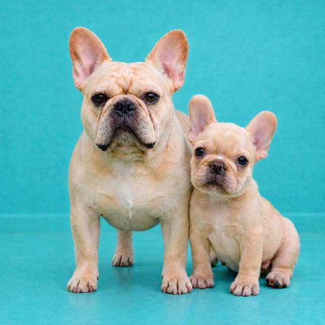 French Bulldog Puppies Male media 15