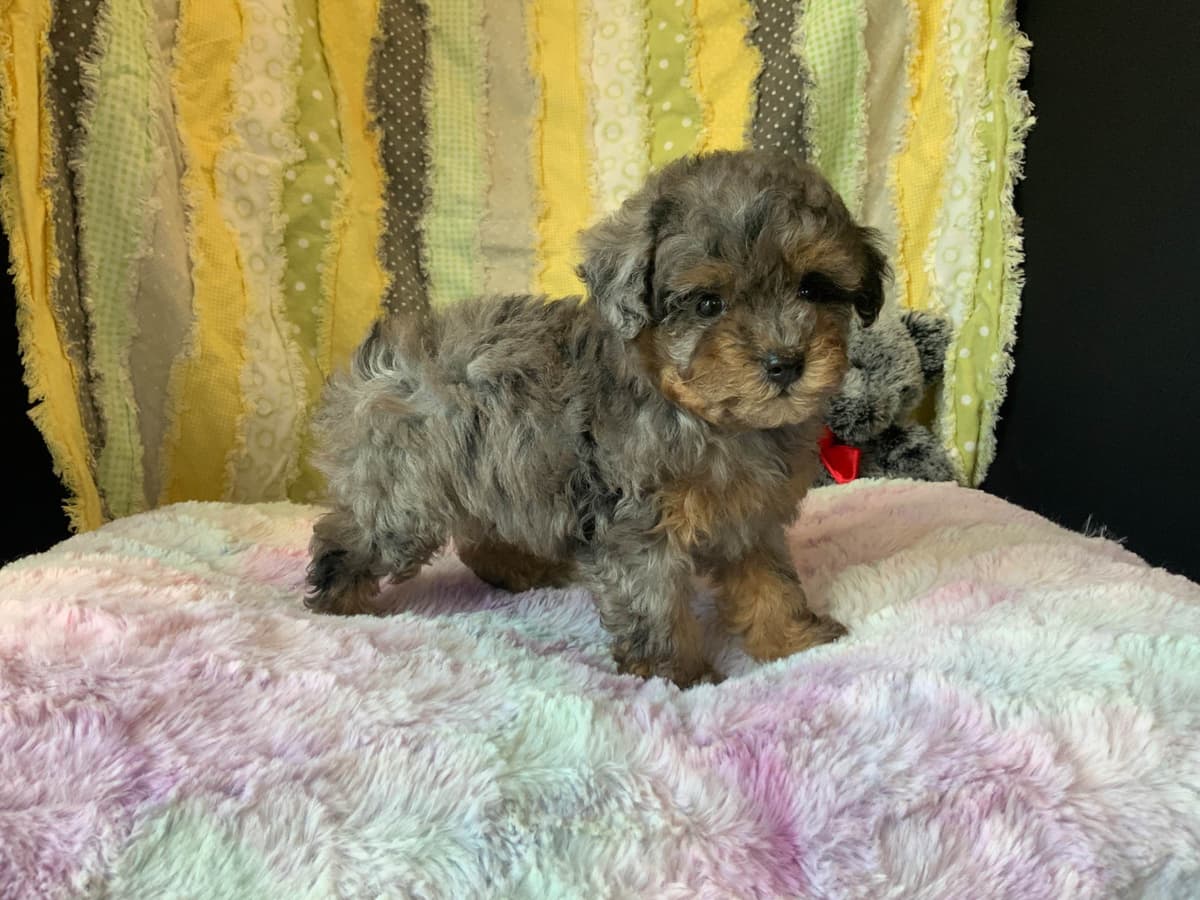 Shih Tzu Puppies breeder image 4