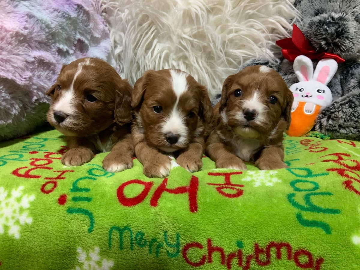 Shih Tzu Puppies breeder image 5