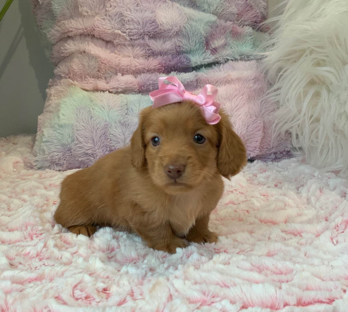 Shih Tzu Puppies breeder image 6