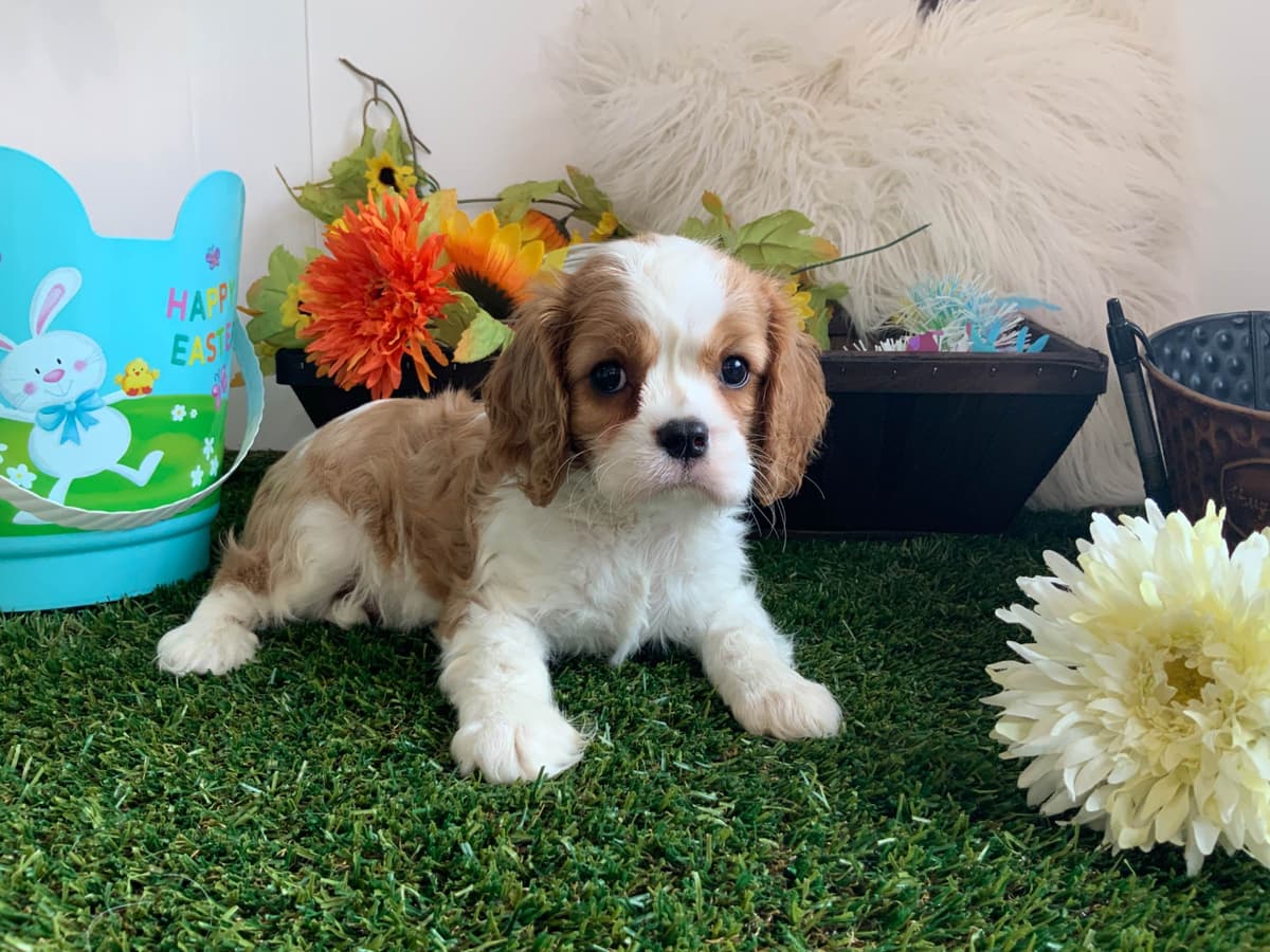 Shih Tzu Puppies breeder image 7
