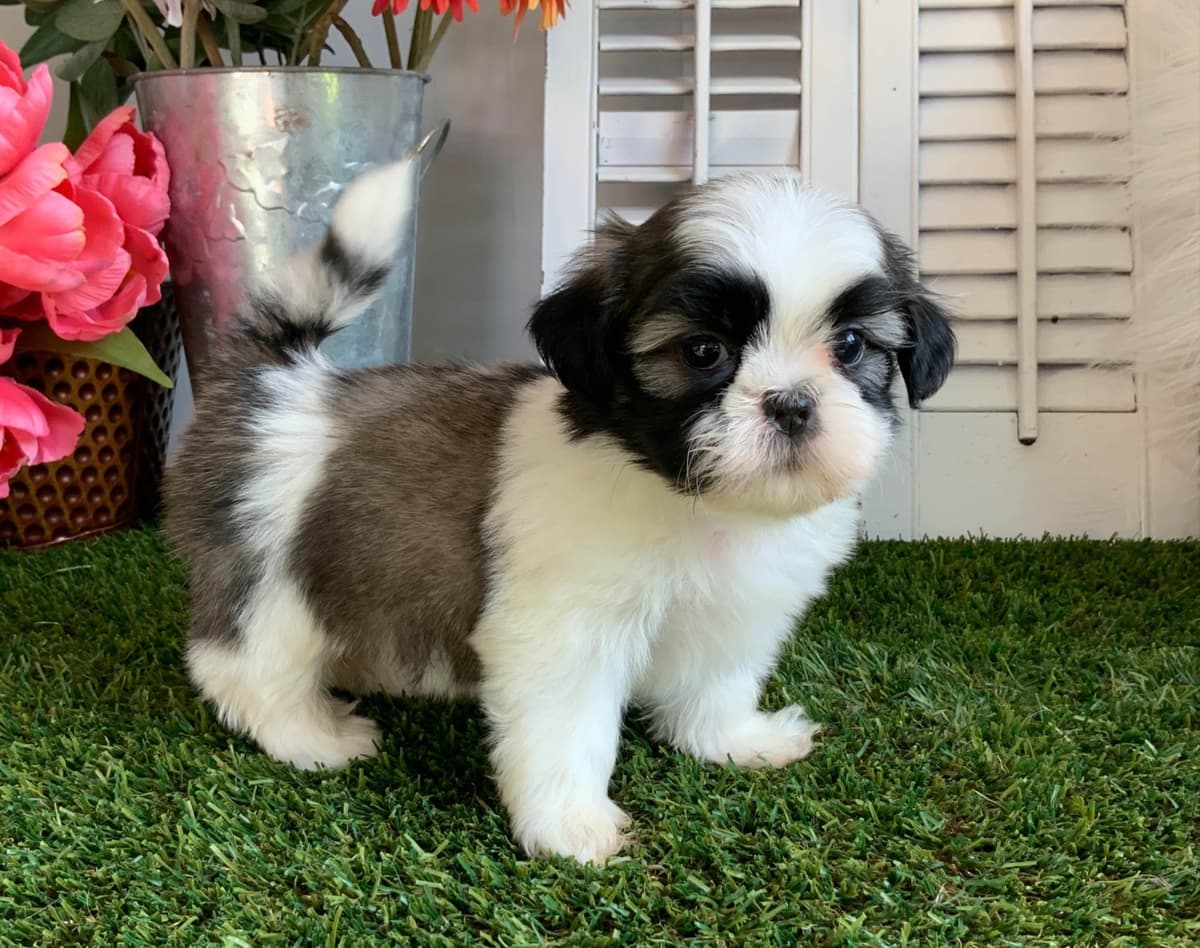 Shih Tzu Puppies breeder image 8