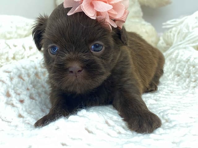 Shih Tzu Puppies media 2