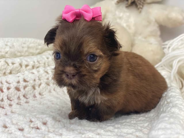Shih Tzu Puppies media 3